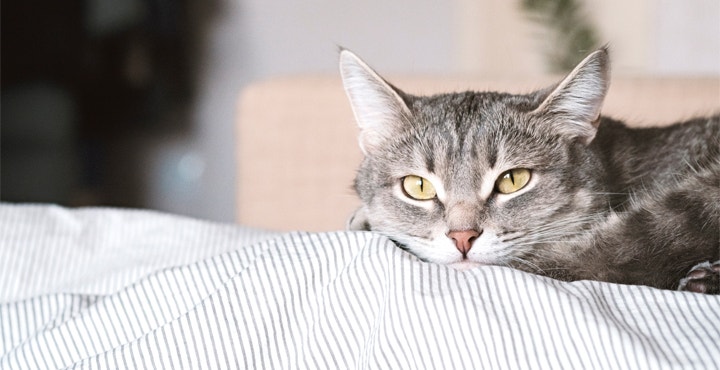 caractere-du-chat-comprendre-votre-chat.jpg