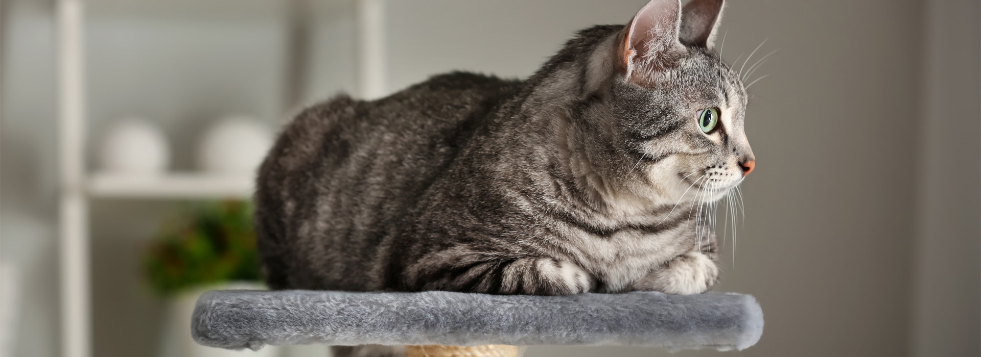 arbre-pour-chat-choisir-larbre-a-chat-ideal.jpg