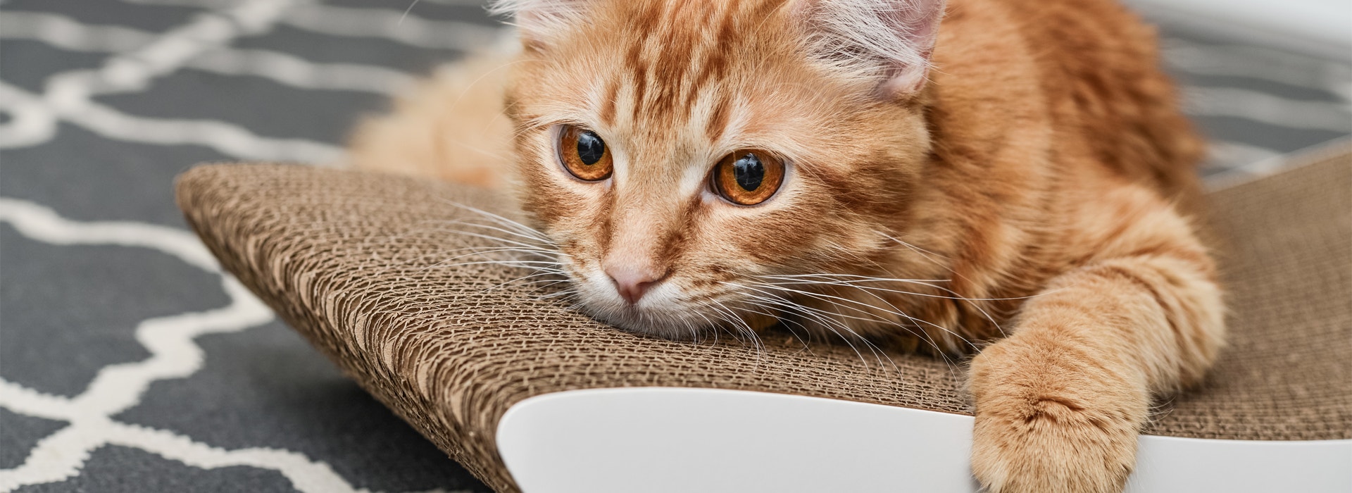 le-stress-chez-le-chat.jpg