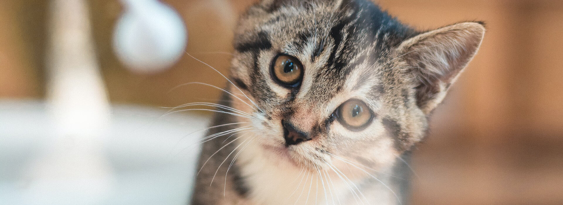 Fussy Kitten: how to deal with a picky little eater