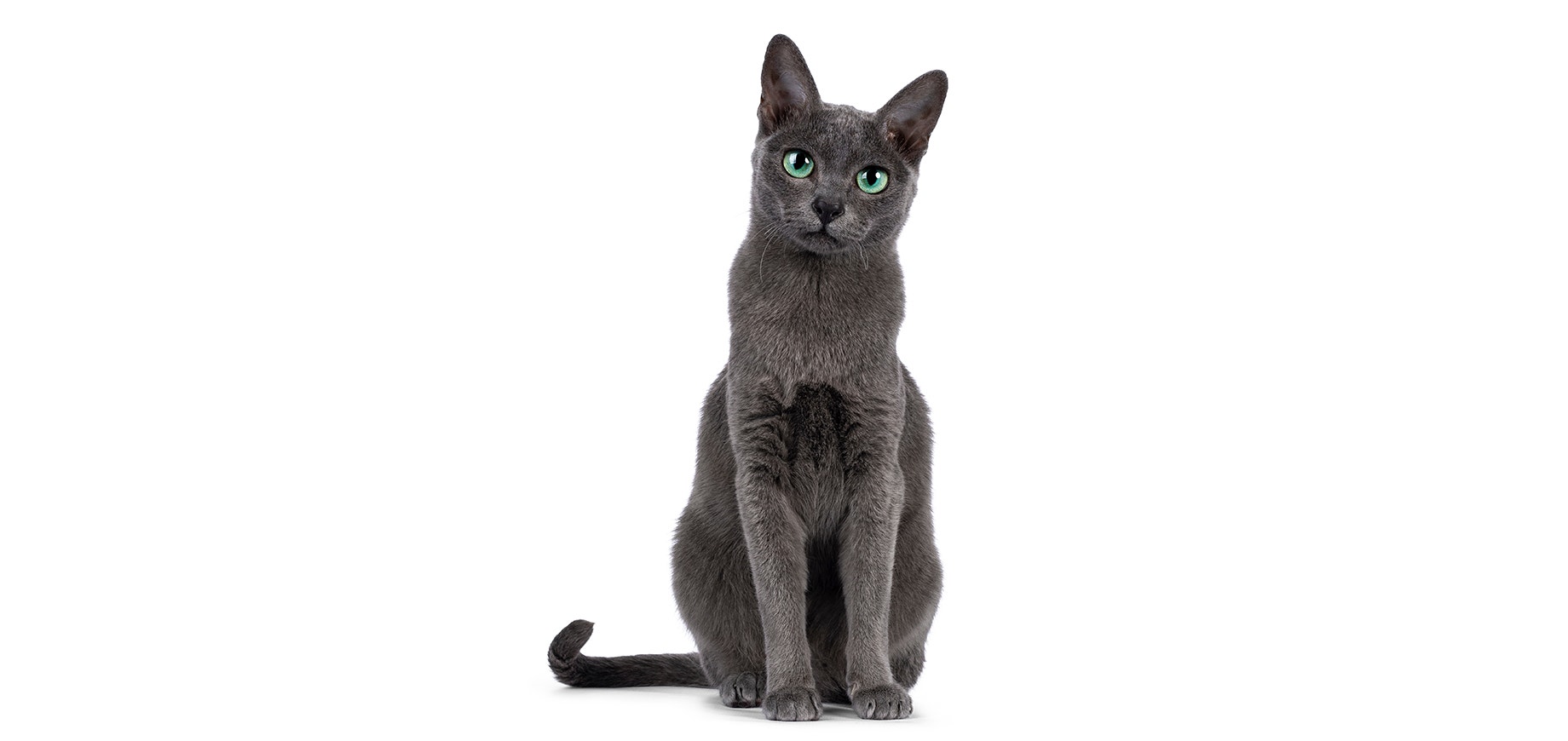 Korat