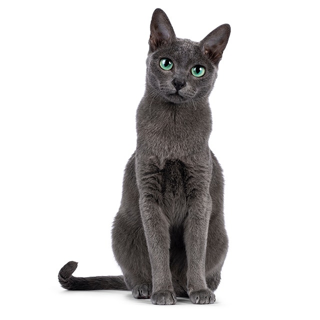 Korat