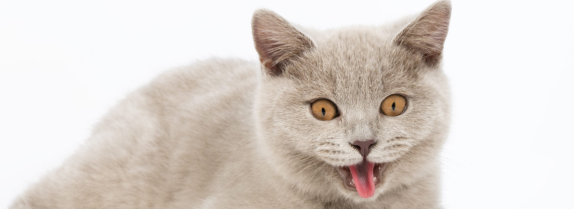 Grey British cat with yellow eyes and tongue showing, on a white background.