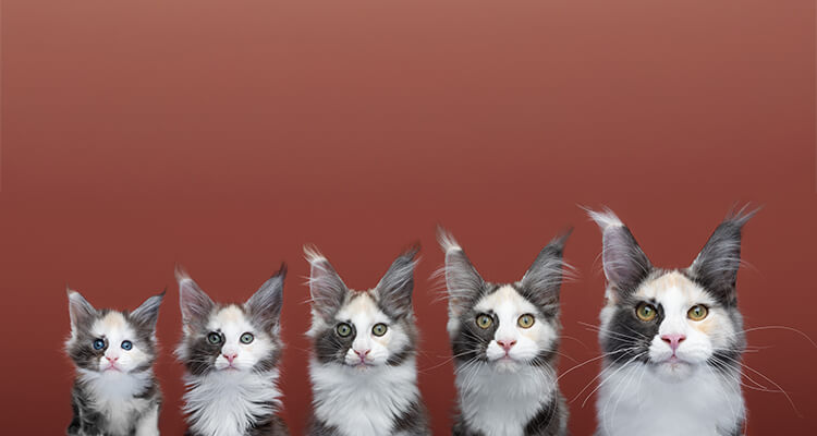 an image showing the different ages of kittens