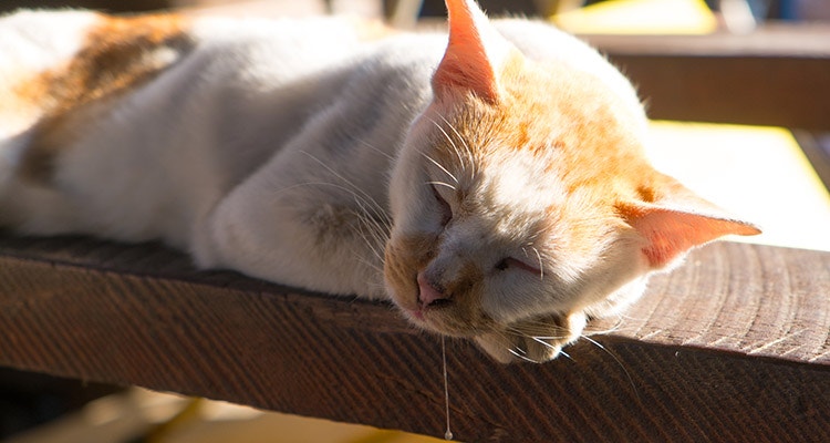 A happy white and ginger cat drooling contentedly as it relaxes in the sun and closes its eyes.