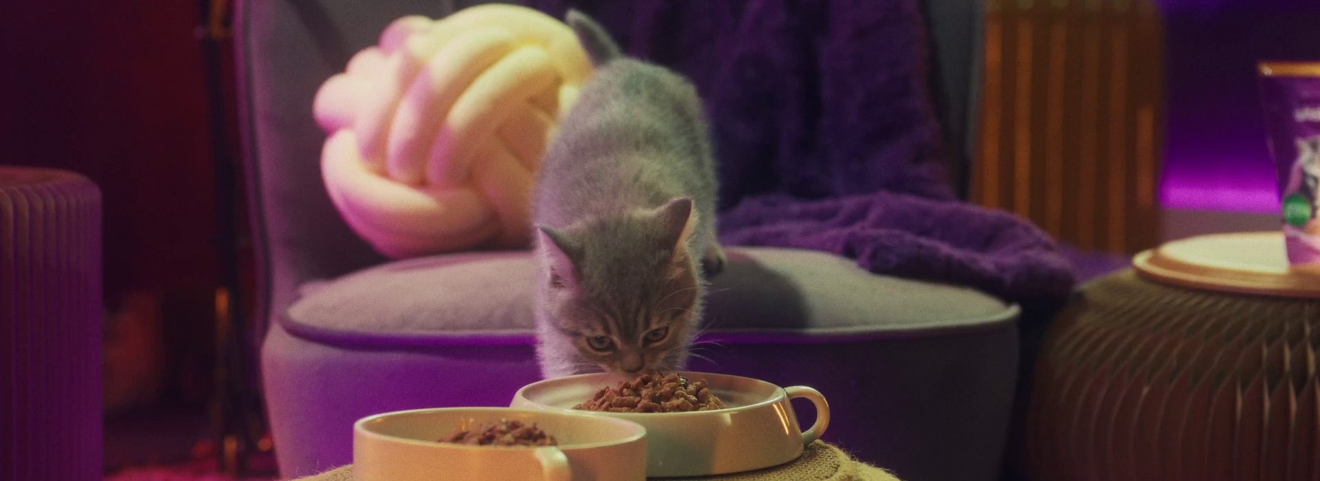Why do cats purr?