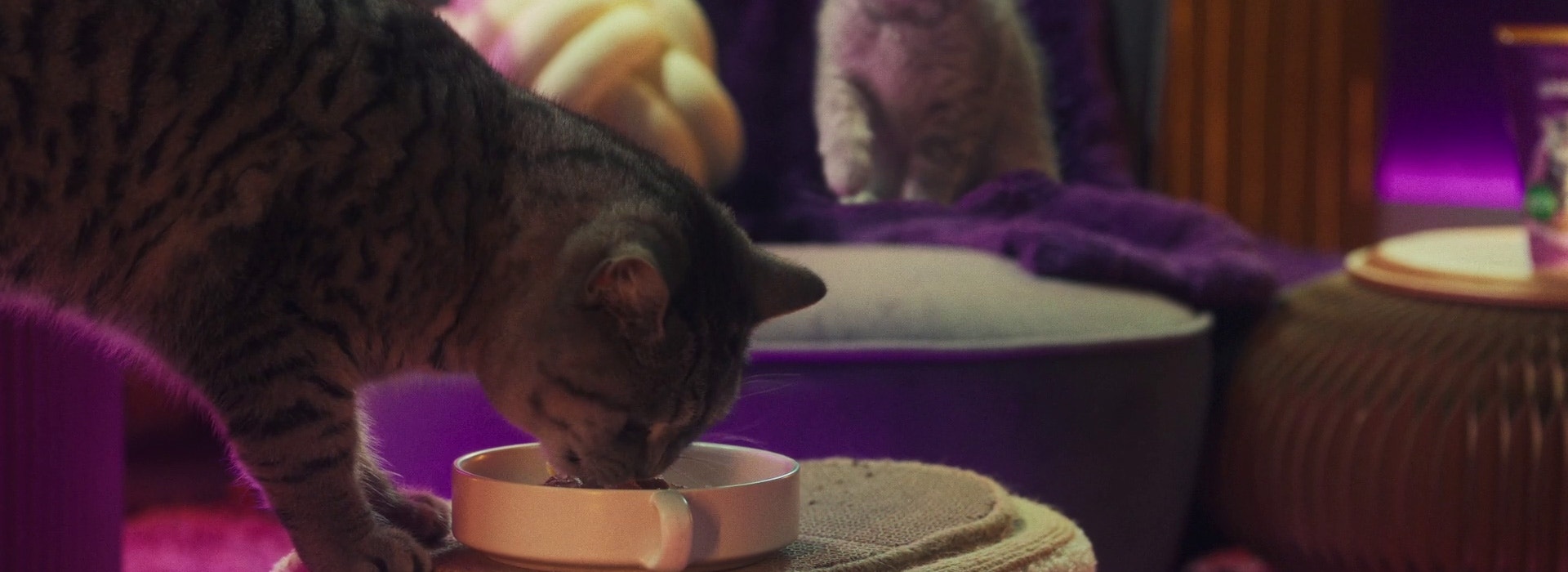 When do I transition my kitten to adult food?