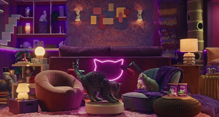 Cat Behaviour