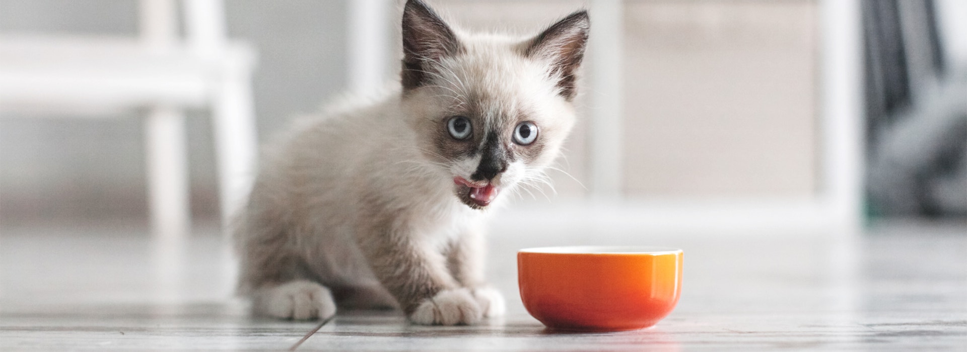 Weaning Kittens