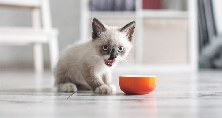 Weaning Kittens