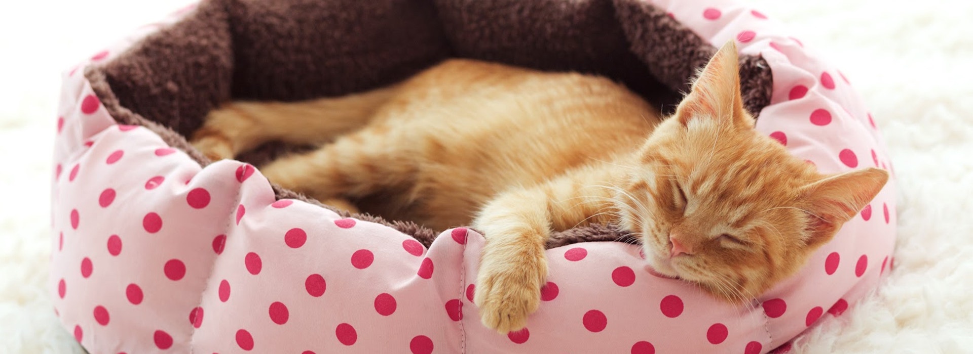 A ginger kitten sleeps in his soft cozy bed on a white carpet
