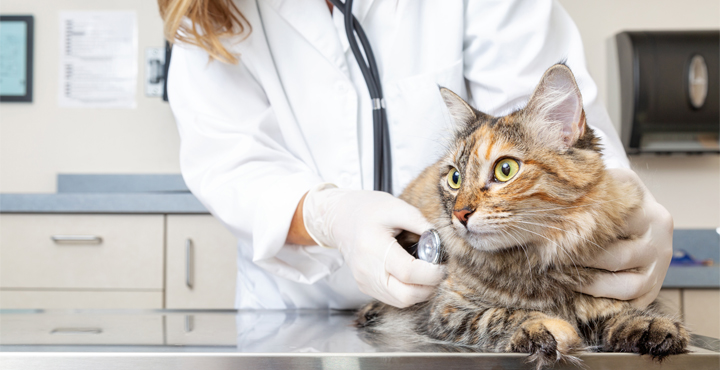 consultation-veterinaire-de-votre-chat-chez-le-veterinaire.jpg