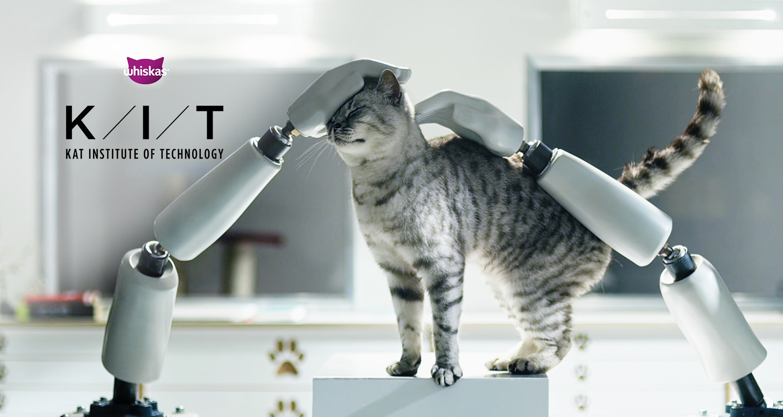 What is the average lifespan of a cat?