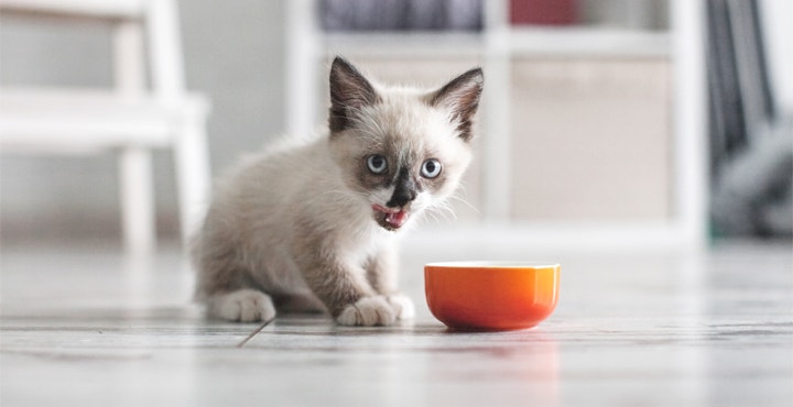 alimentation-Chaton-quelle-nourriture-pour-Chaton.jpg