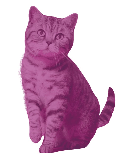 Adoption Mission Cat