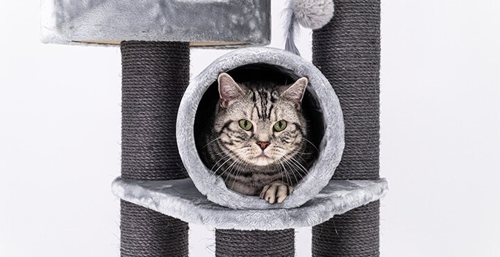 The fussy cat: how to understand them and how to keep them happy