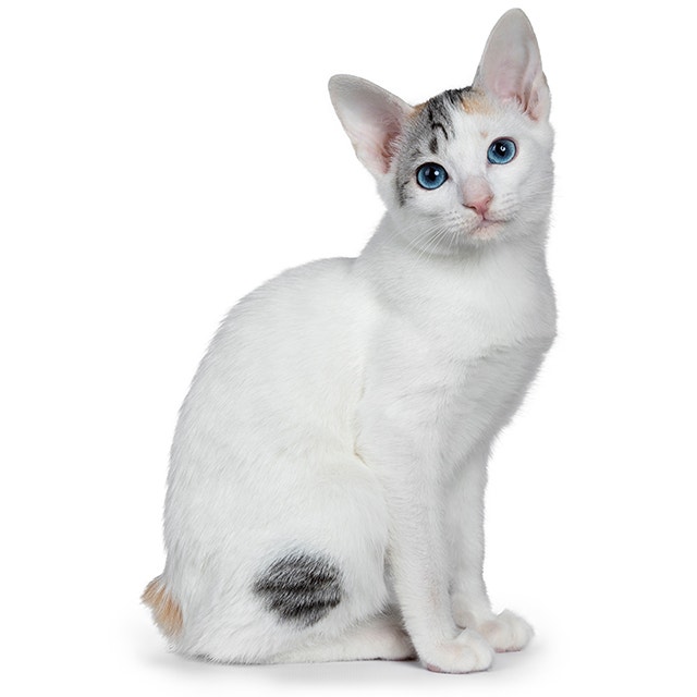 Japanese Bobtail.jpeg