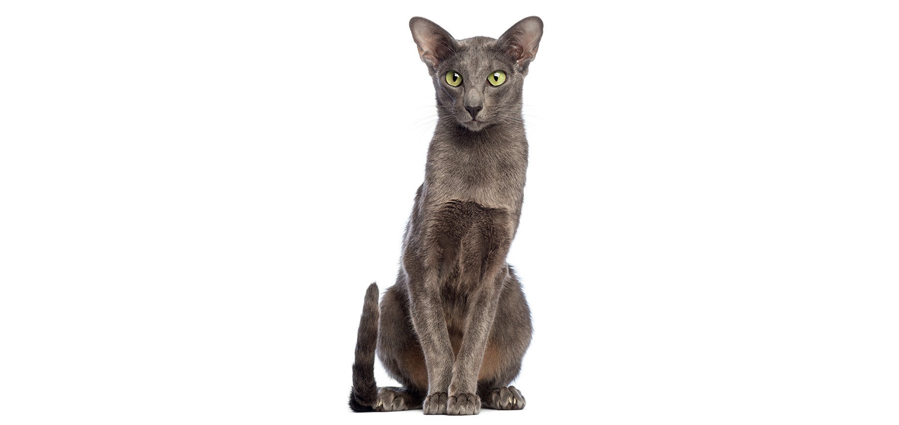 Oriental Shorthair.jpeg