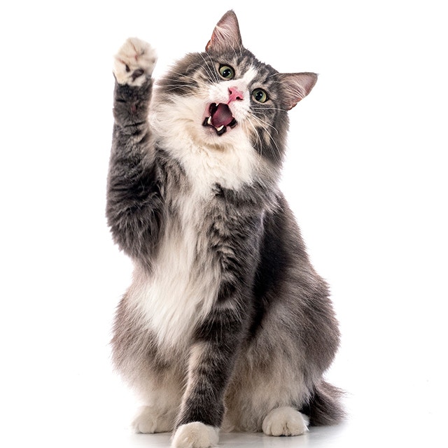 Siberian Forest.jpeg