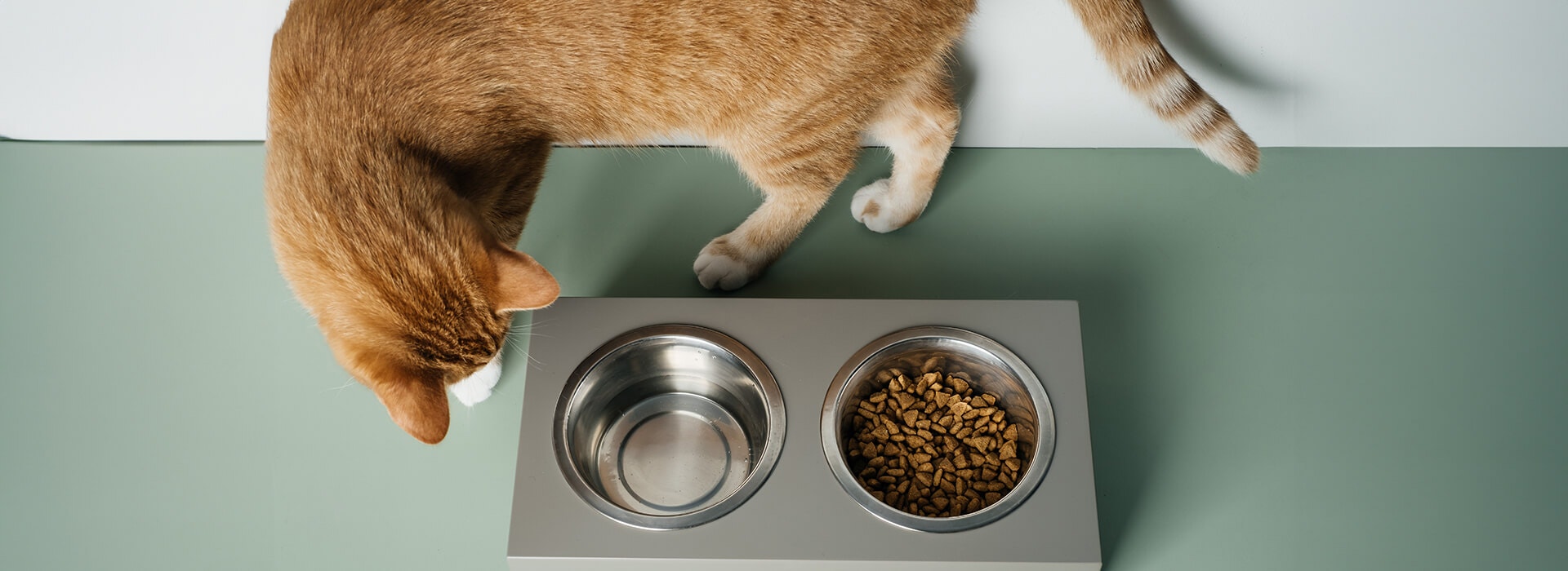 Ginger cat is not eating from the bowl, food and water is kept in connected heavy plates at home.