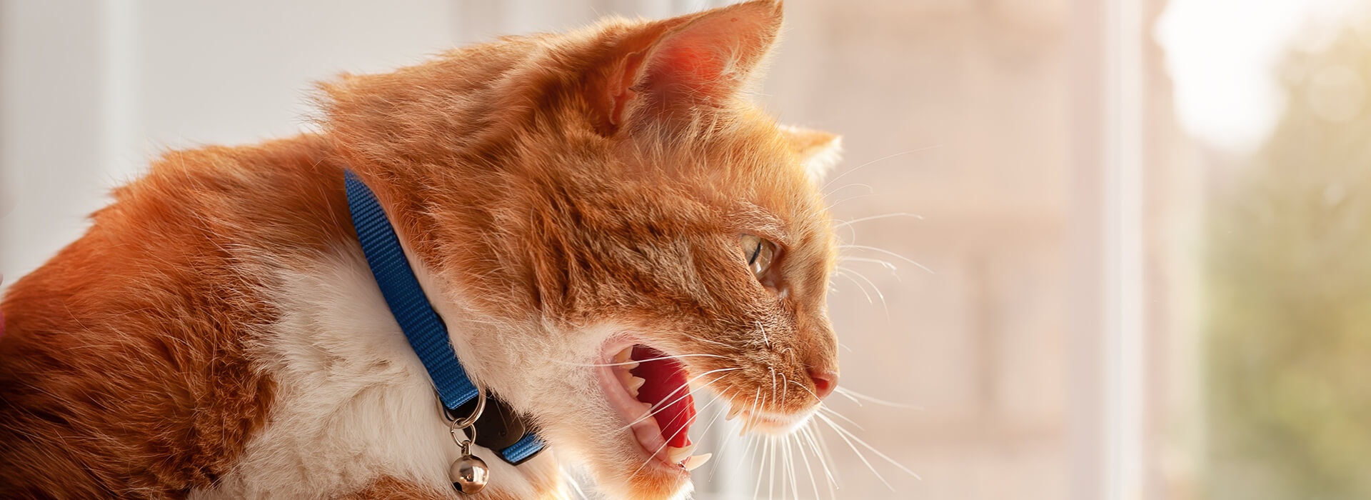 Young angry red tabby domestic cat hissing and meowing looking outside through window