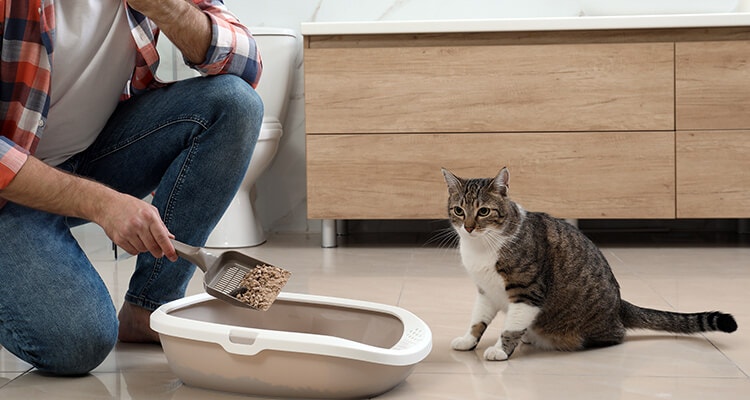 Young man cleaning cat litter tray in bathroom