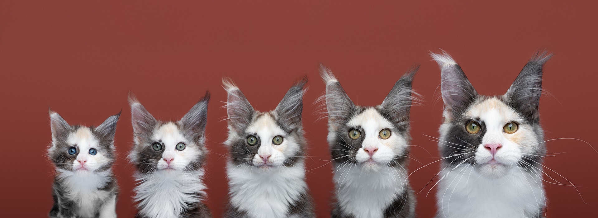 an image showing the different ages of kittens