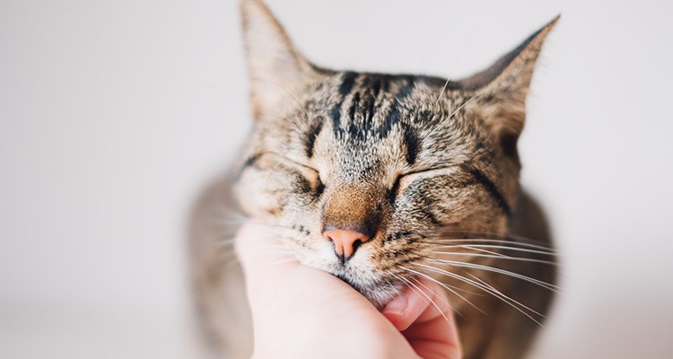 A close-up of a content tabby cat with its eyes closed, enjoying being gently stroked under the chin by a human hand.