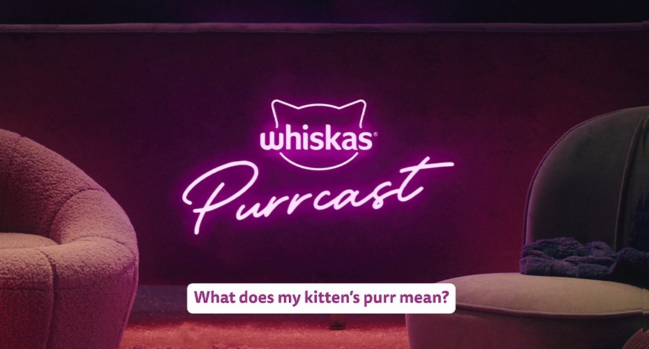 Why do cats purr?
