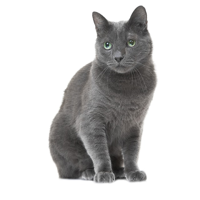 Russian Blue