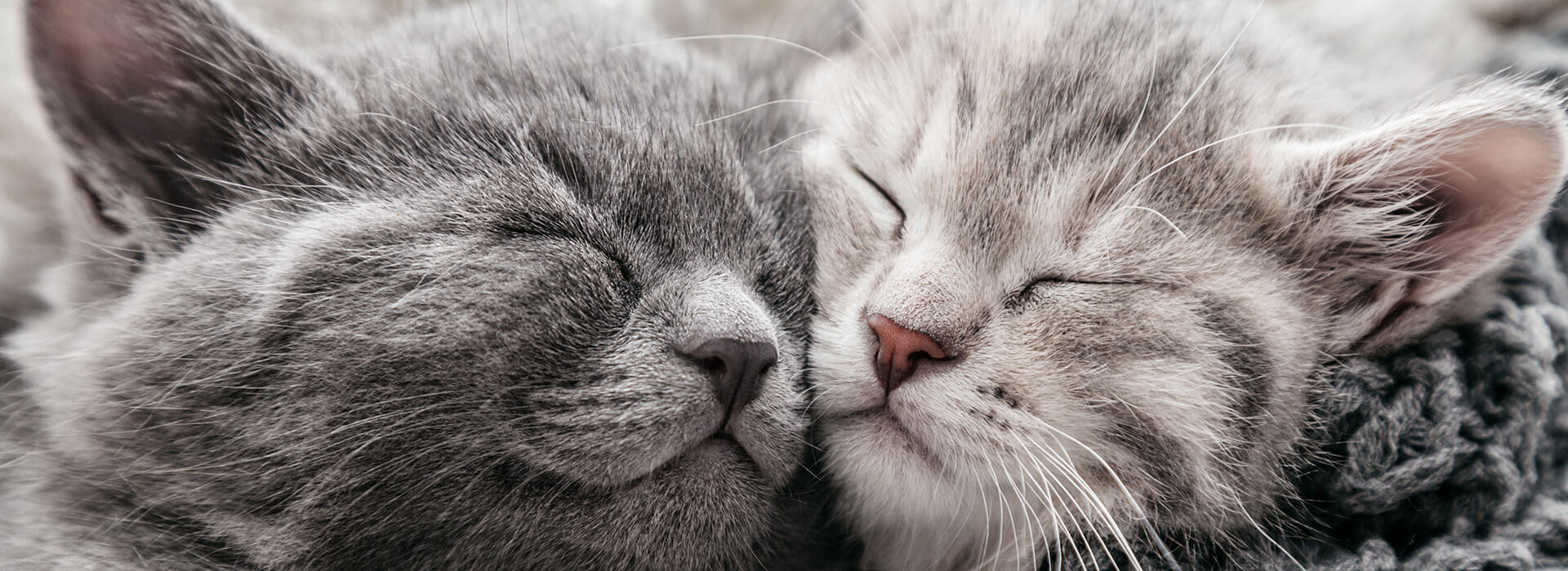 cute kittens sleeping closely together