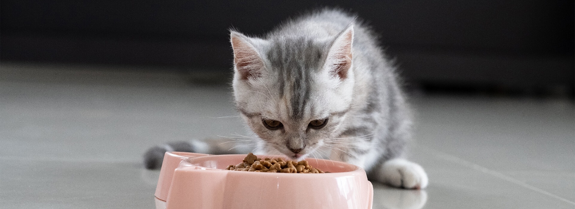 Grey tabby kitten eating dry food from a pink bowl on a shiny tiled floor.