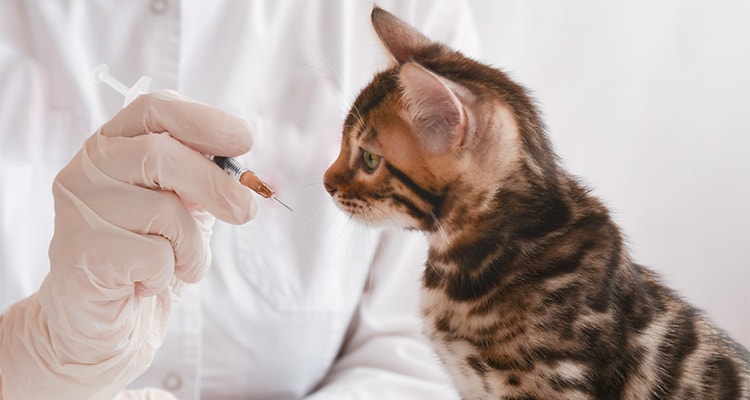 kitten vaccinations