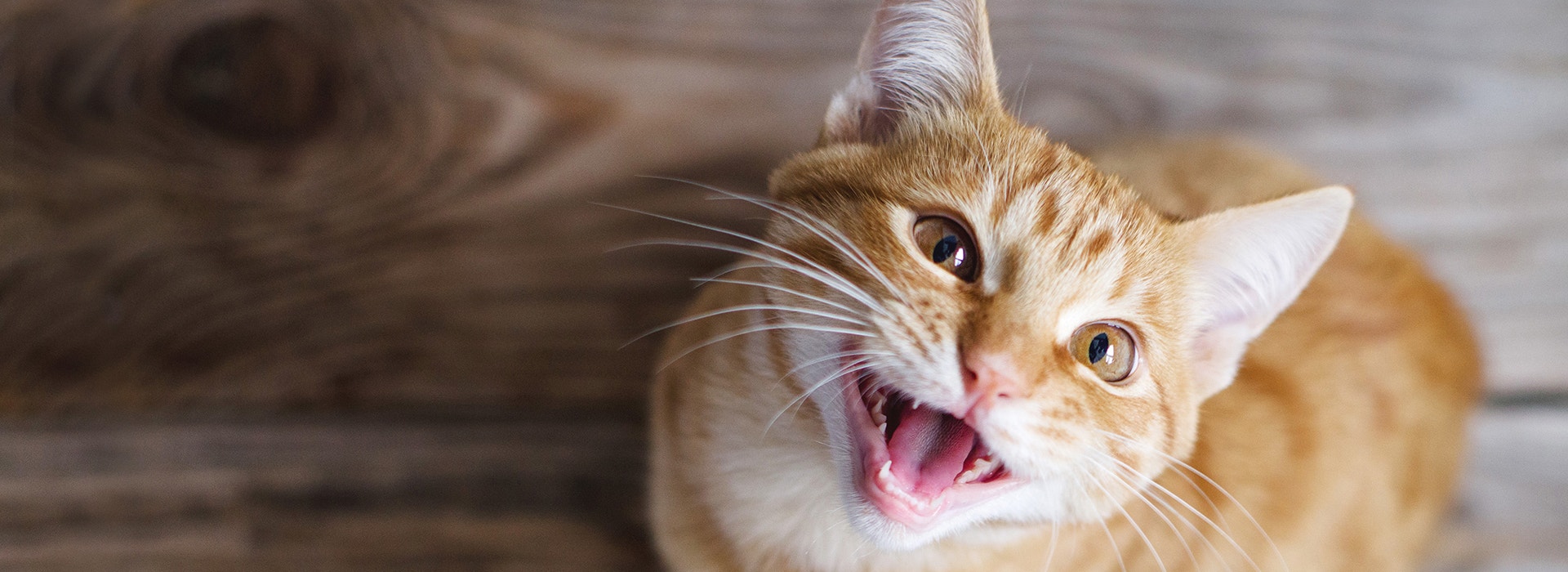 A young ginger tabby cat meows while sitting on a wooden