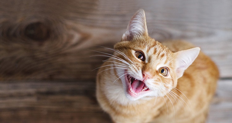 A young ginger tabby cat meows while sitting on a wooden