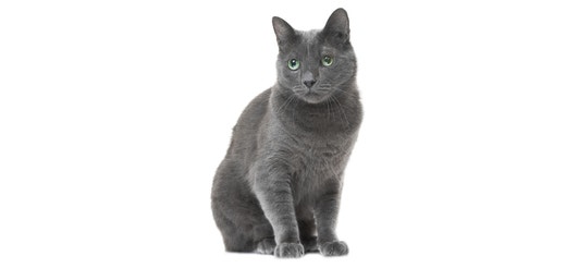 Russian Blue