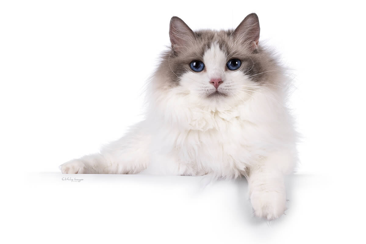 Ragdoll Cat laying on the floor