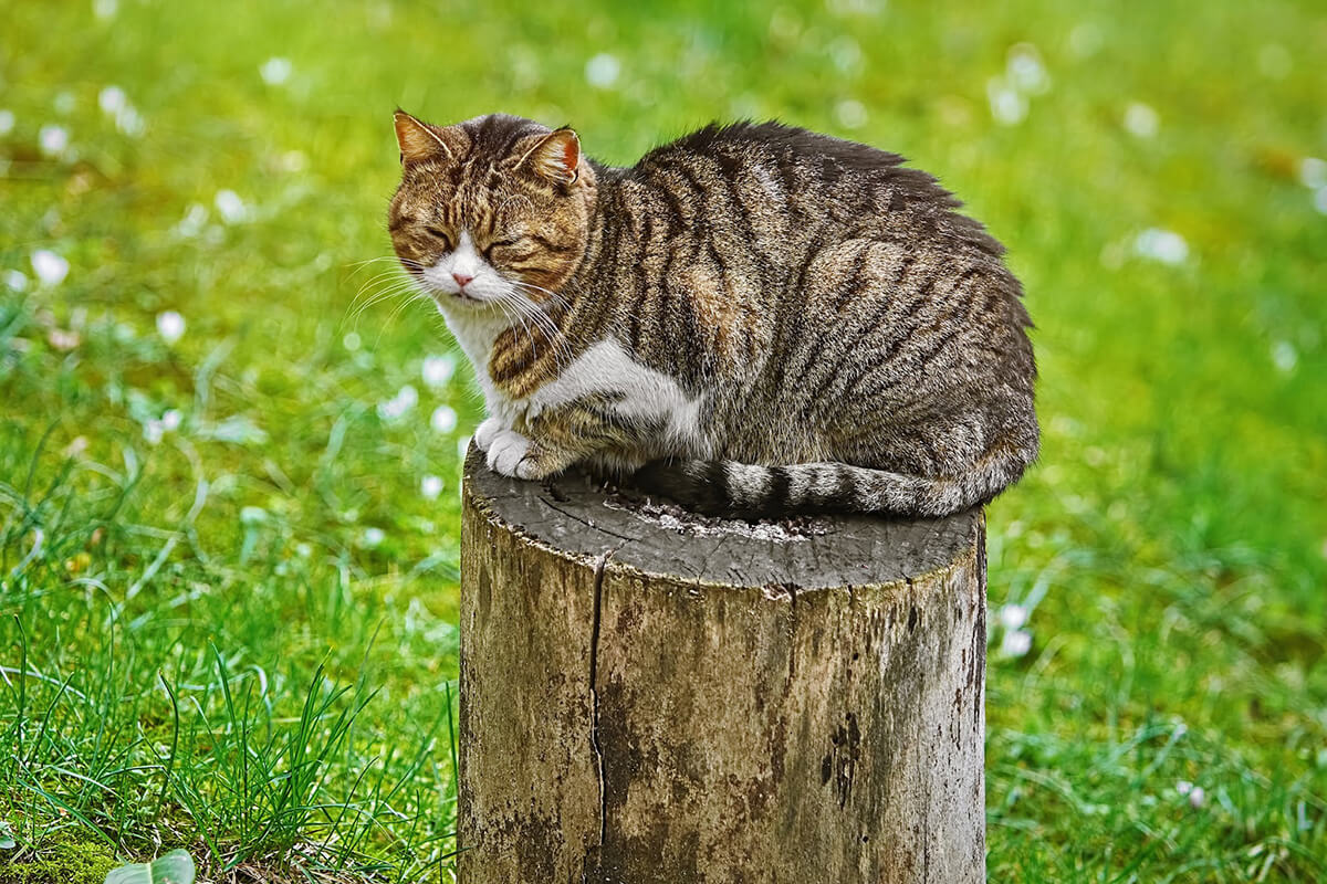 lifespan for Moggies