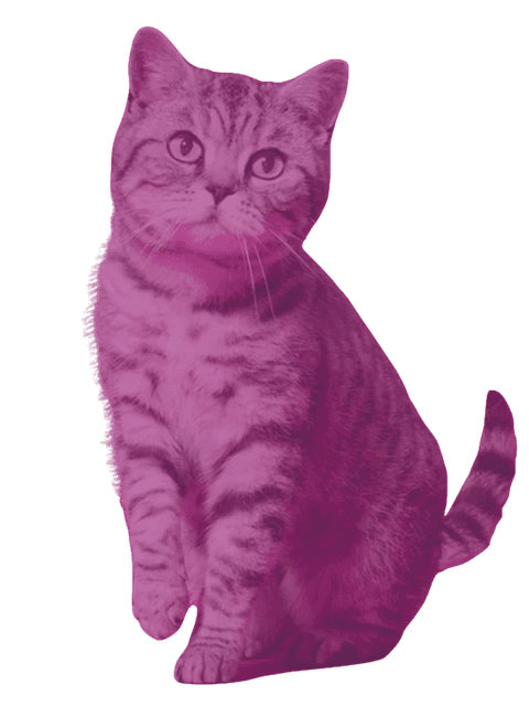 Adoption Mission Cat