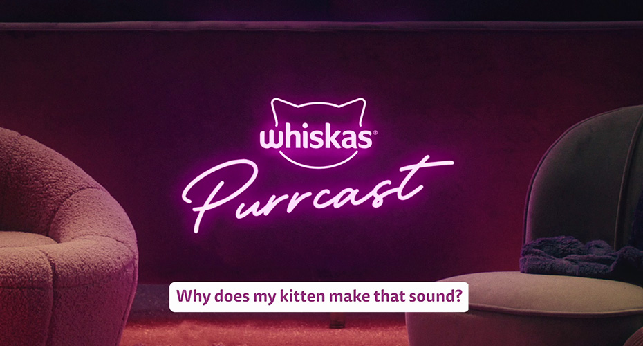 Understanding different cat noises and what they mean