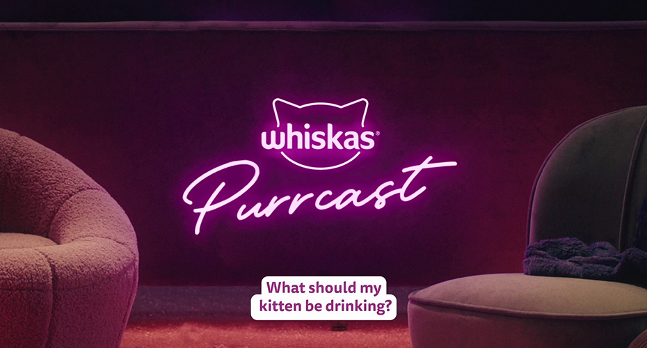 What should my kitten be drinking?