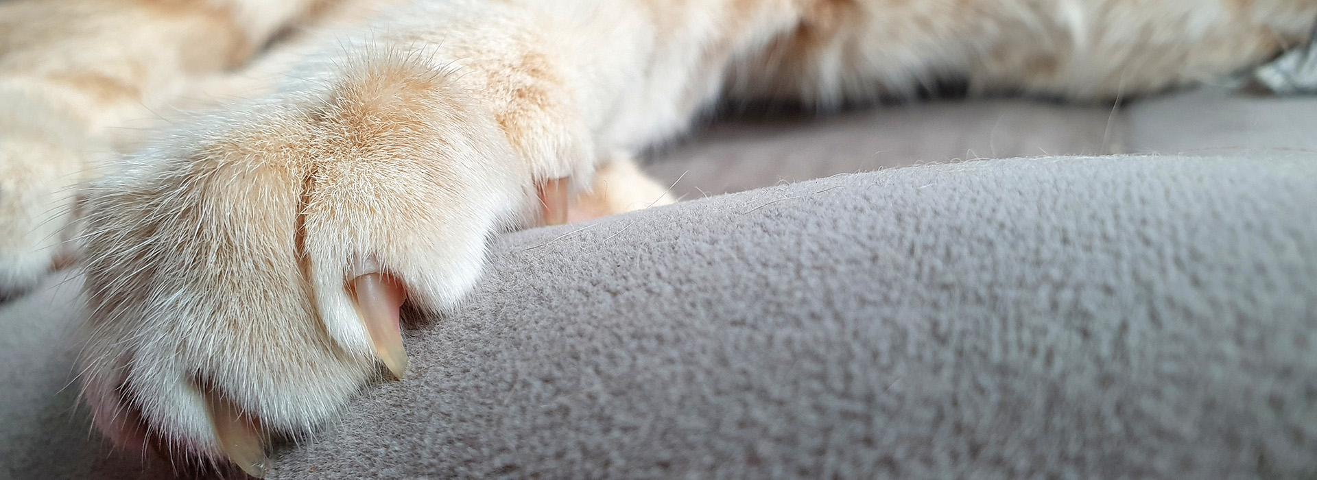 Indoor bright orange tabby cat's paw with long and sharp claws on seat.