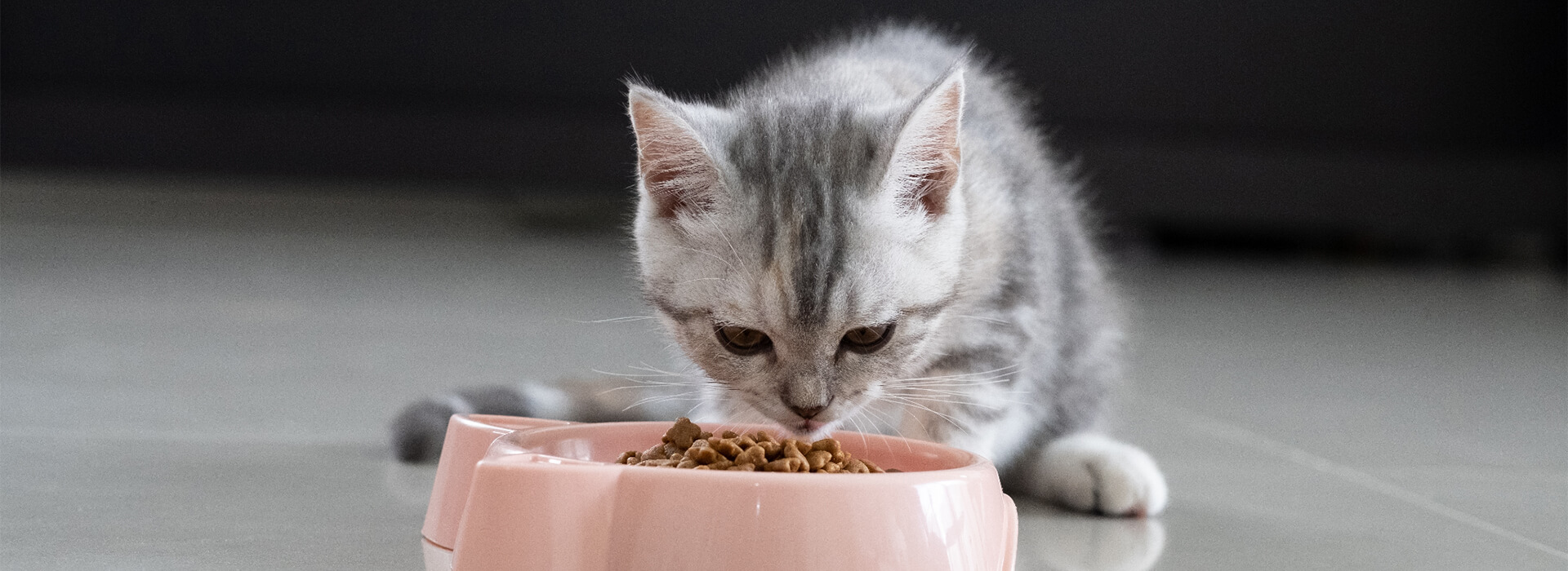 Do I Have to Feed My Cat Wet Food: Essential Facts Revealed