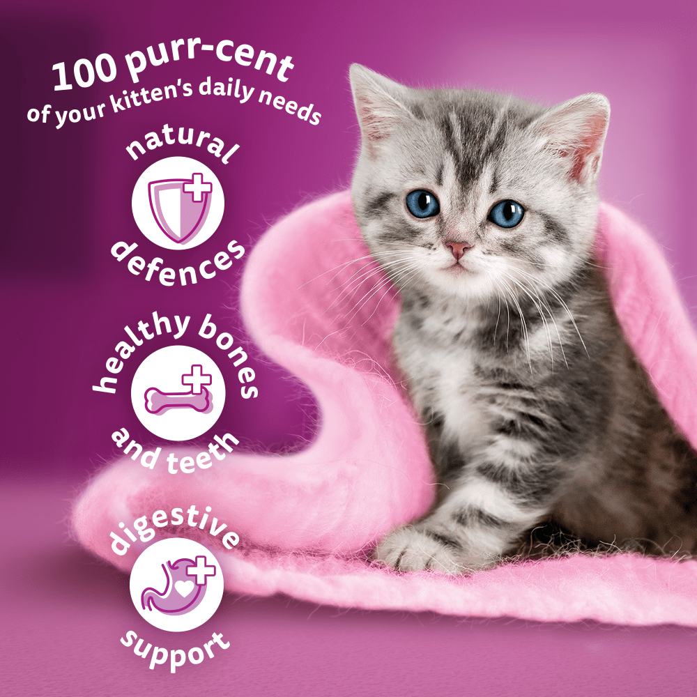 WHISKAS® Cat Dry with Chicken Kitten 2-12 Months 7kg,1.9kg,800g,300g - 3