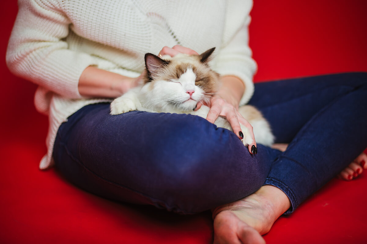 Ragdoll cat being petted