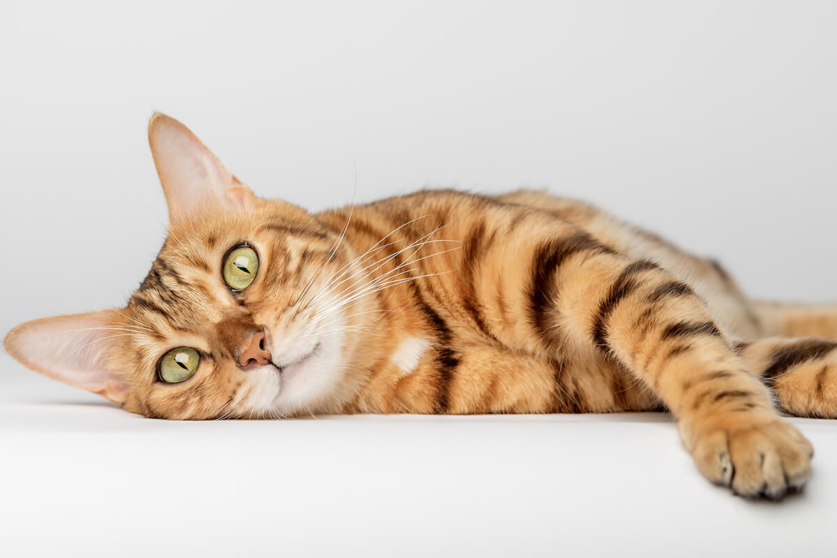 Bengal Cat laying down