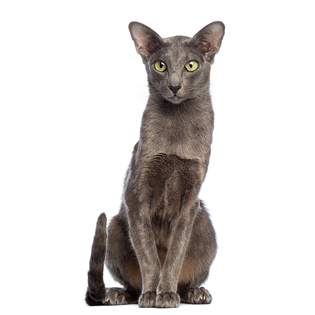Oriental Shorthair.jpeg