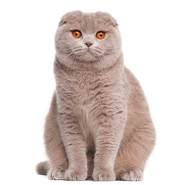 Scottish Fold.jpeg