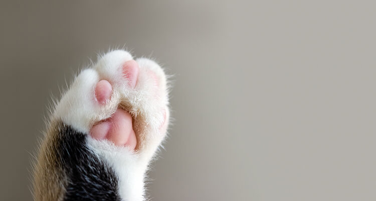 Cat's paw extreme closeup on beige background.