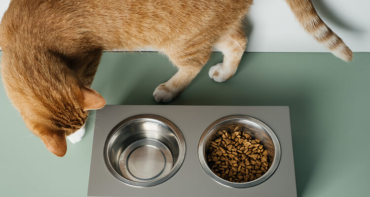 Ginger cat is not eating from the bowl, food and water is kept in connected heavy plates at home.